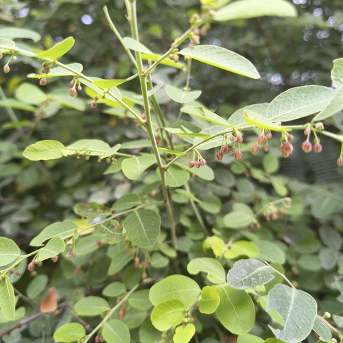 Phyllanthus reticulatus
