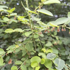 Phyllanthus reticulatus