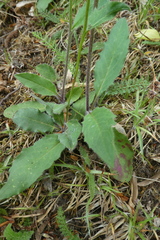 Hieracium lachenalii