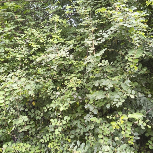 Phyllanthus reticulatus, photograph 1