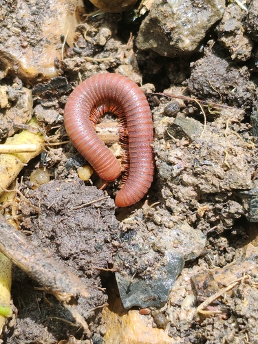 Rusty Millipede