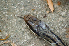 Salvadora lemniscata