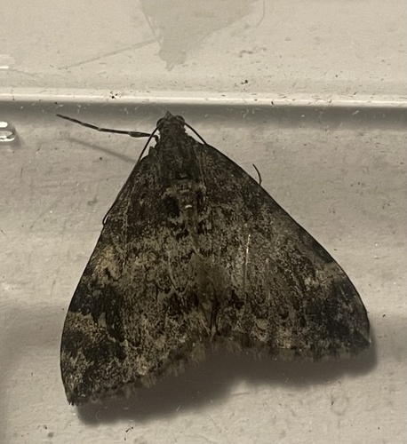 Marbled Carpet Moth