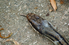 Salvadora lemniscata