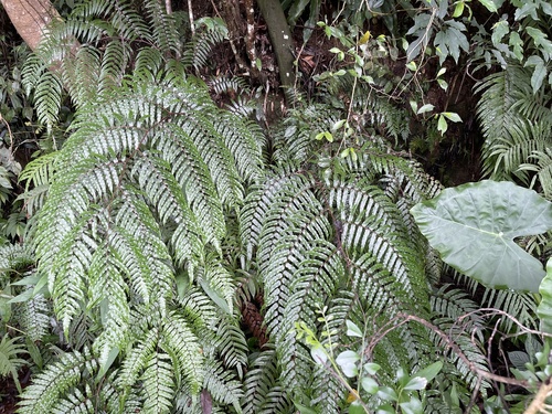 Gymnosphaera podophylla observed 2026-09-16