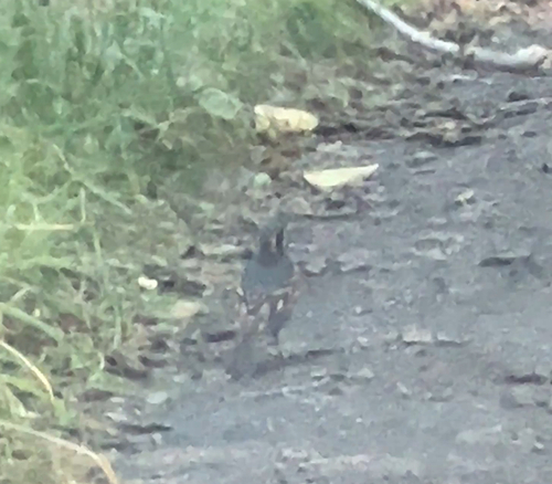 Varied Thrush