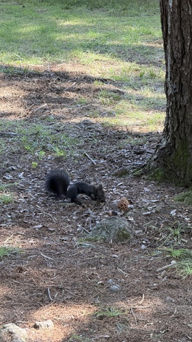 Eurasian Red Squirrel