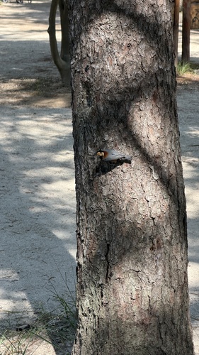Varied Tit