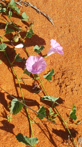 Ipomoea muelleri observed 2026-09-15
