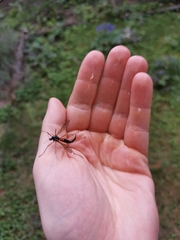 Tanyptera atrata