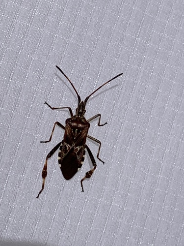 Western Conifer Seed Bug