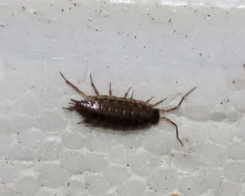 Common Striped Woodlouse