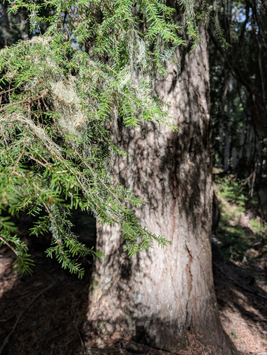 western hemlock