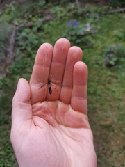 Tanyptera atrata