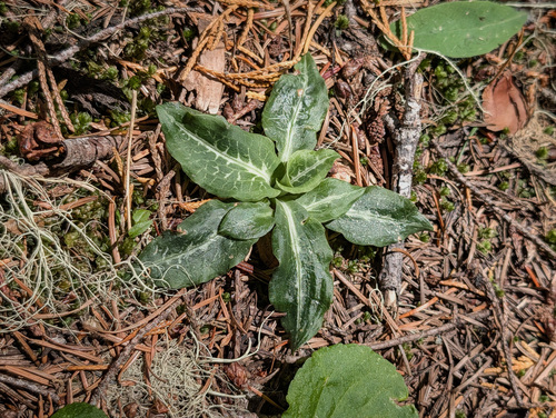 Western Rattlesnake Plantain