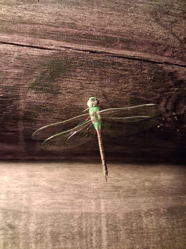 Common Green Darner