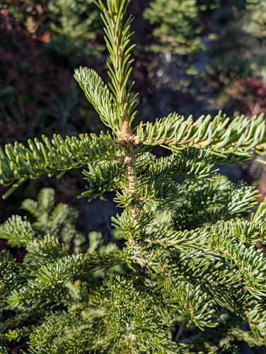 subalpine fir