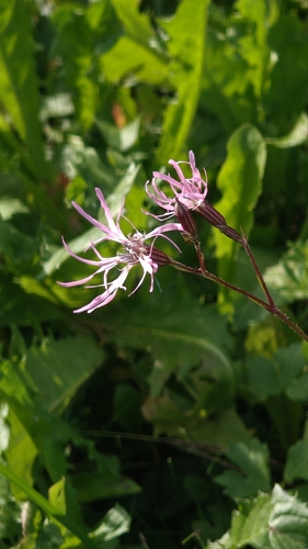 ragged-robin