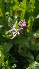 Silene flos-cuculi, photograph author not stated, no rights reserved