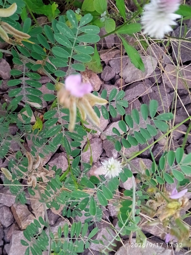Tephrosia villosa observed 2026-09-17