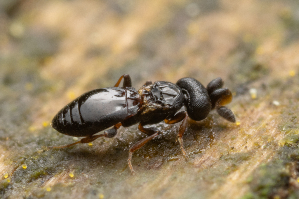 Platygastoides