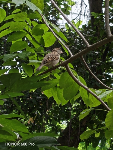 House Sparrow