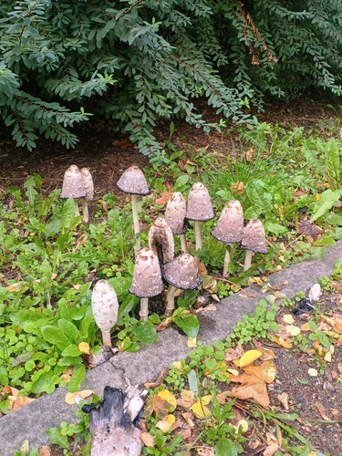 Shaggy Mane