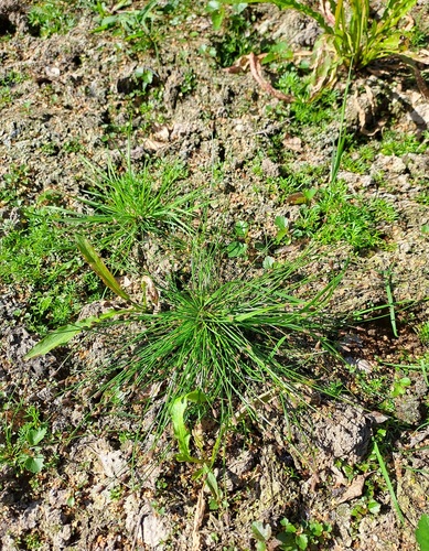 Ovate Spikerush