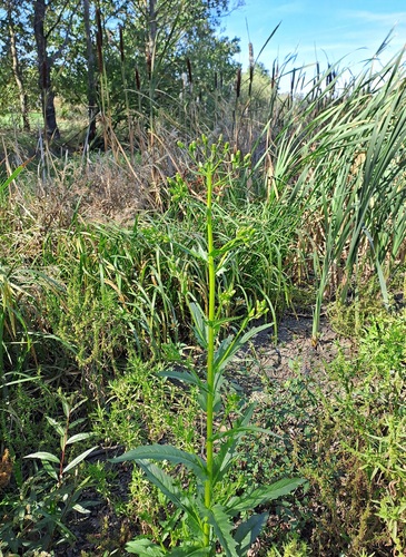 American burnweed