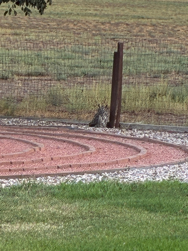 Great Horned Owl