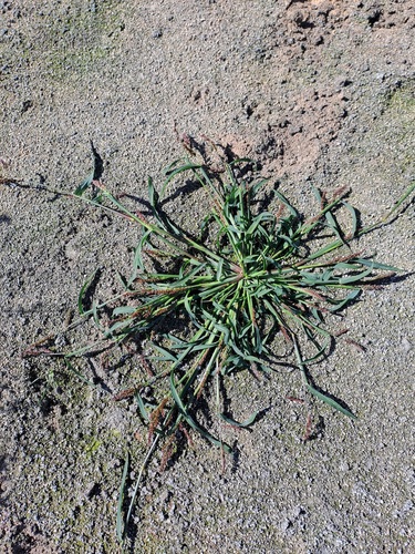 barnyardgrass
