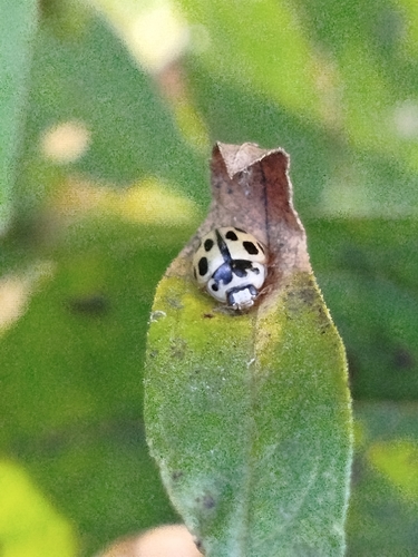 Fourteen-spotted Lady Beetle