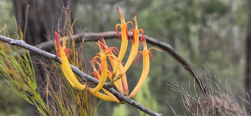 Dendrophthoe vitellina