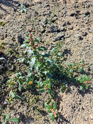 red pigweed