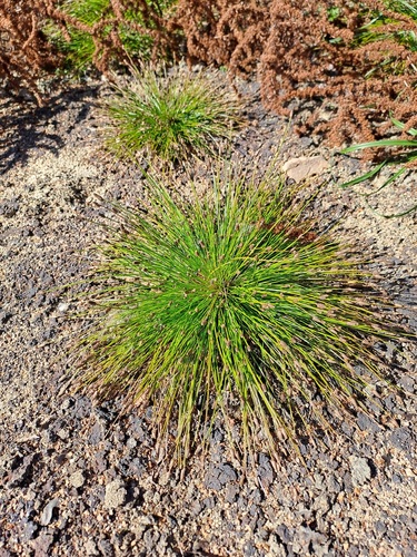 Ovate Spikerush