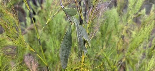 Dendrophthoe vitellina, photograph 1