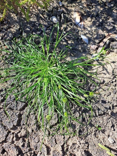 Bohemian Sedge