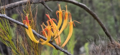 Dendrophthoe vitellina, photograph 2