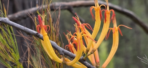 Dendrophthoe vitellina, photograph 3