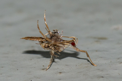Ashibusa