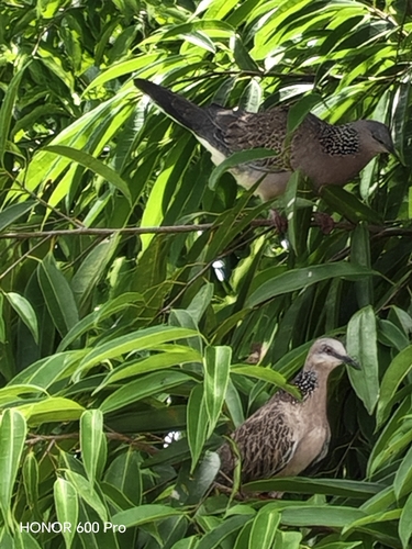 Spotted Dove