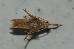 Ashibusa