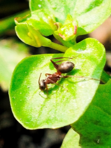 Formica cunicularia