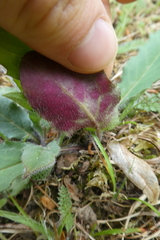 Hieracium lachenalii
