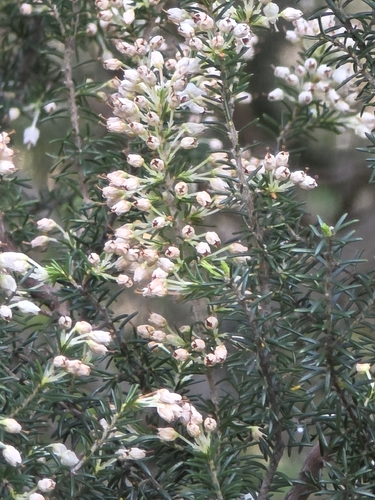 Erica lusitanica
