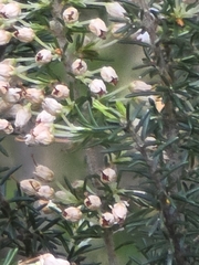 Erica lusitanica, photograph (c) Ian Rainbow, some rights reserved (CC BY)