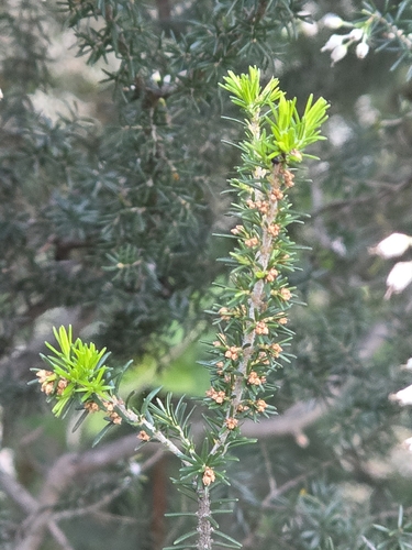 Erica lusitanica, photograph 3