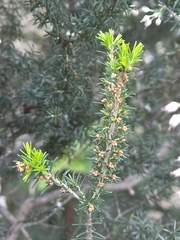 Erica lusitanica, photograph (c) Ian Rainbow, some rights reserved (CC BY)