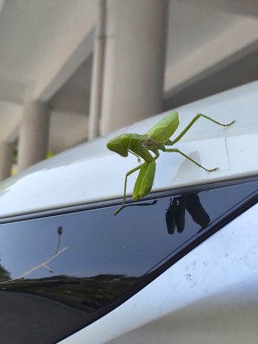 Giant Asian Mantis