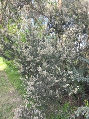 Erica lusitanica, photograph (c) Ian Rainbow, some rights reserved (CC BY)